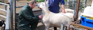 blood sampling sheep