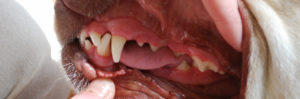 Eden Veterinary Practice-Dental Health