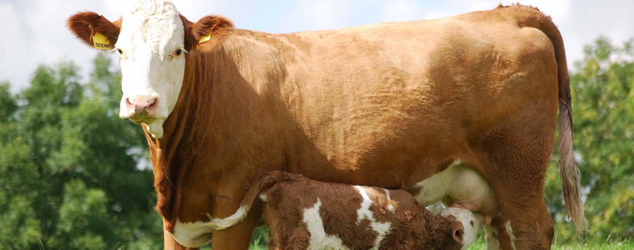 Vets In Cupar, NorthEast Fife Eden Veterinary Practice